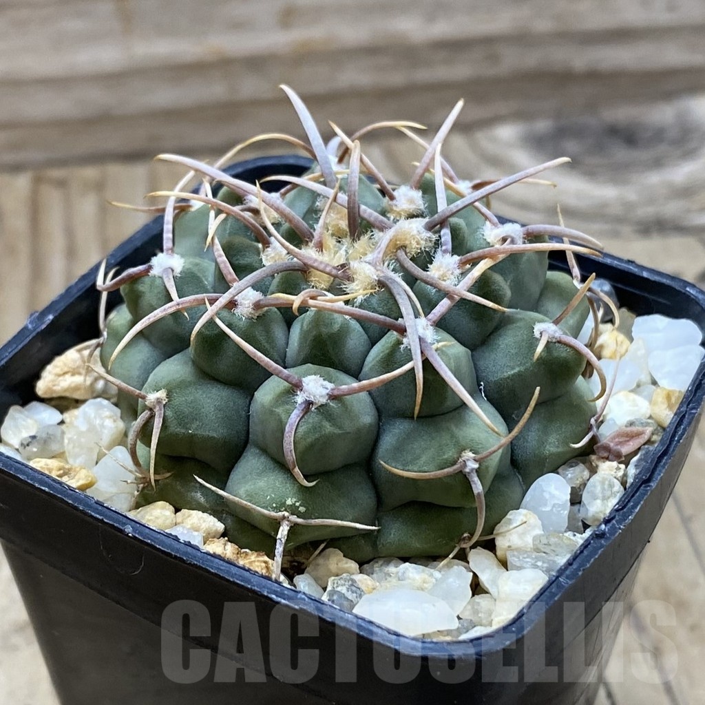 SH21626 Gymnocalycium vatteri, selection - Image 2