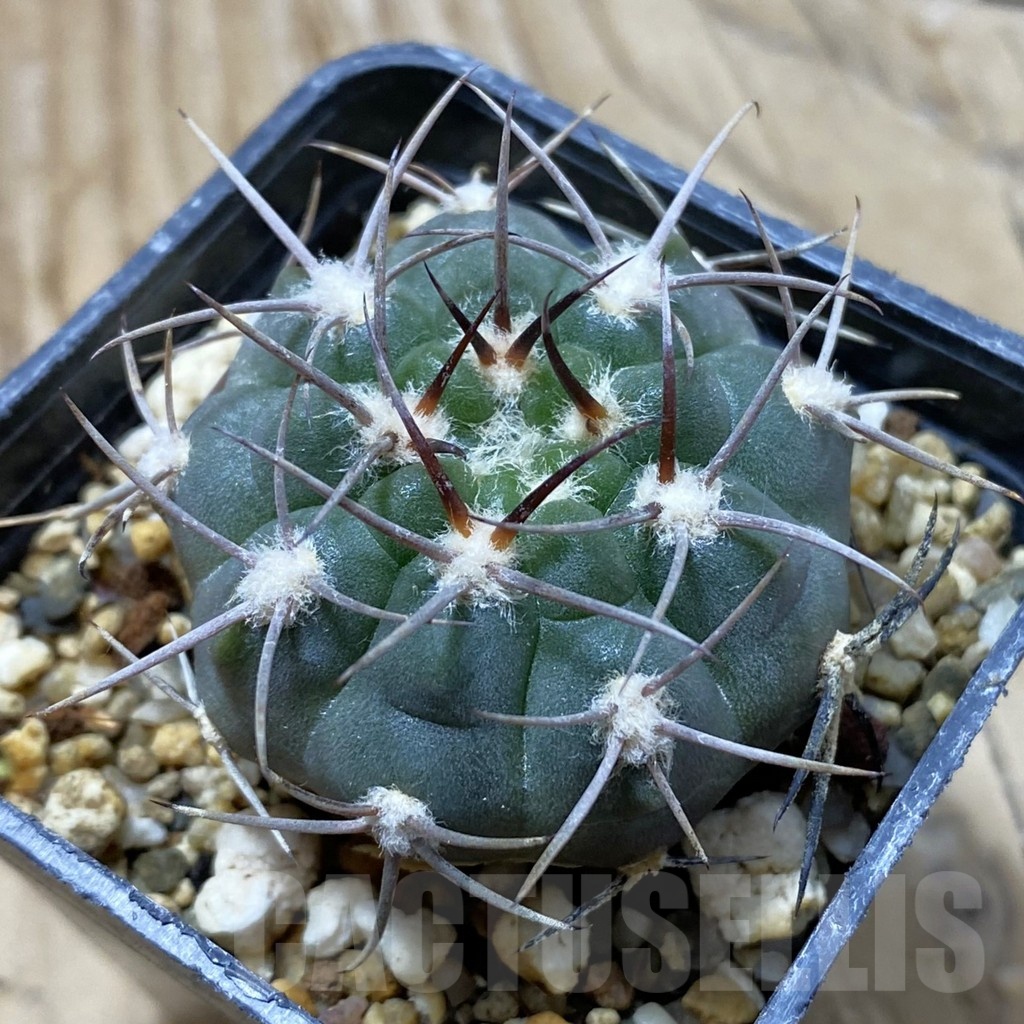 SH21627 Gymnocalycium mazanense VG 660