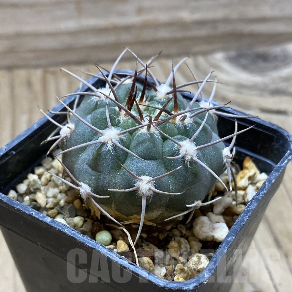 SH21627 Gymnocalycium mazanense VG 660 - Image 2