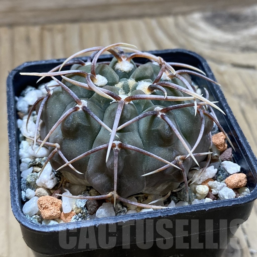 SH21628 Gymnocalycium vatteri -Long spines- - Image 2