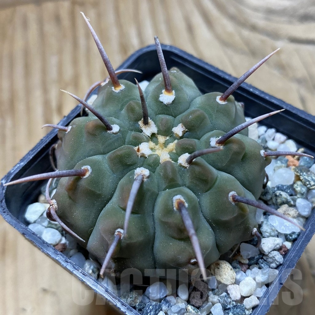 SH21629 Gymnocalycium vatteri -Long spines-