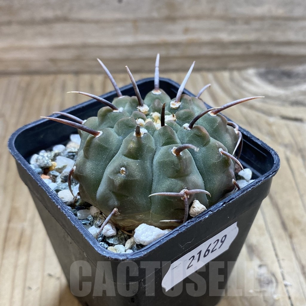 SH21629 Gymnocalycium vatteri -Long spines- - Image 2