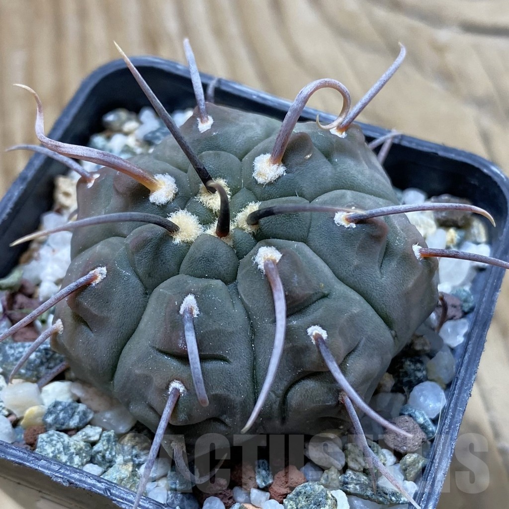 SH21630 Gymnocalycium vatteri -Long spines-