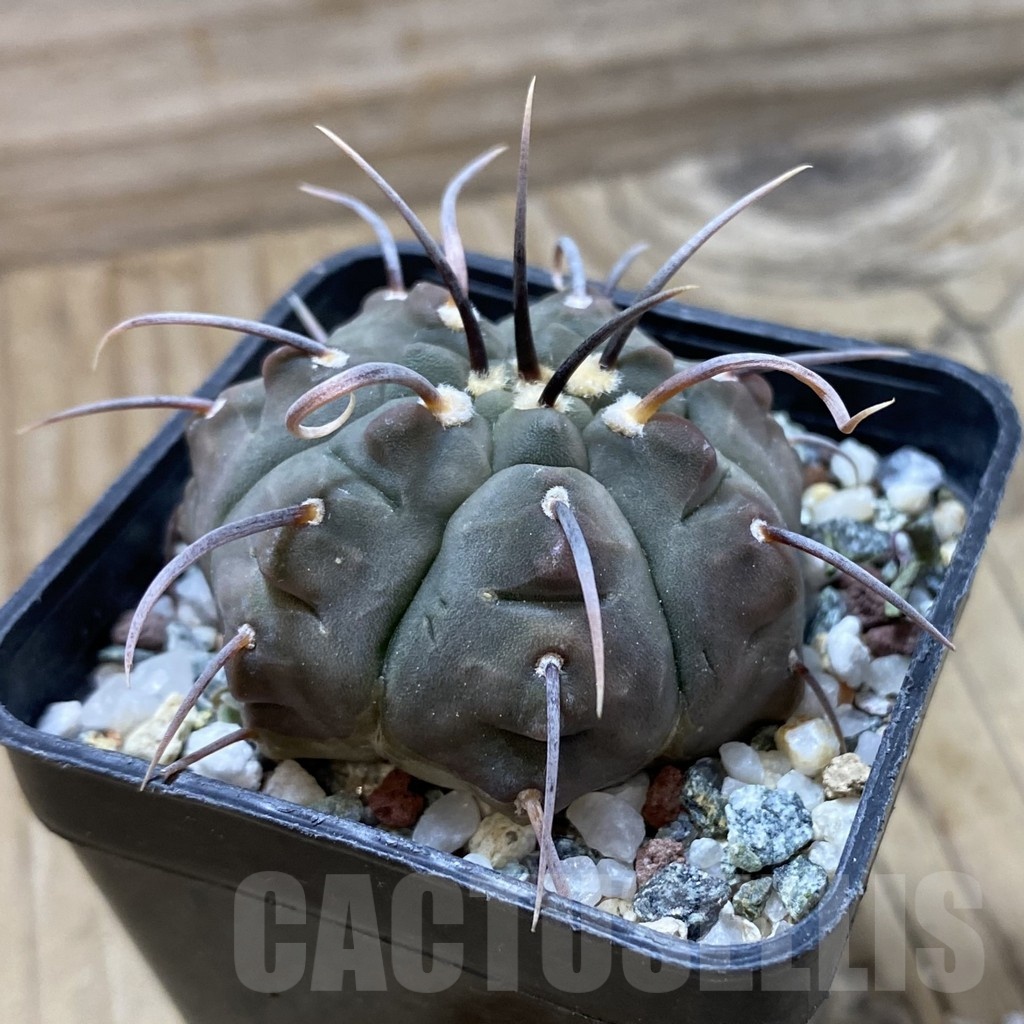 SH21630 Gymnocalycium vatteri -Long spines- - Image 2