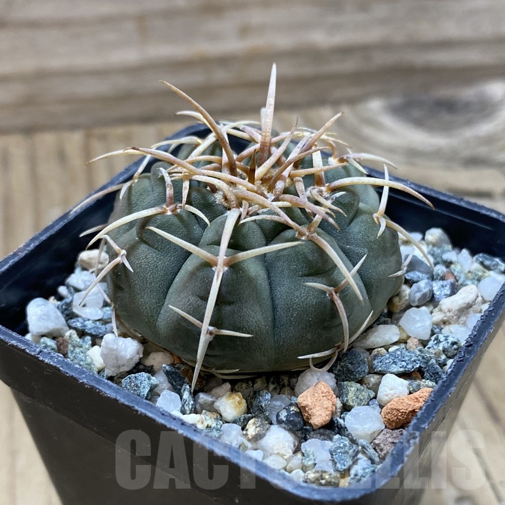 SH21631 Gymnocalycium vatteri VS 107 - Image 2