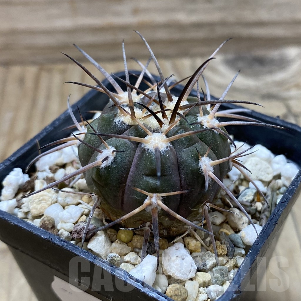 SH21632 Gymnocalycium spegazzinii - Image 2