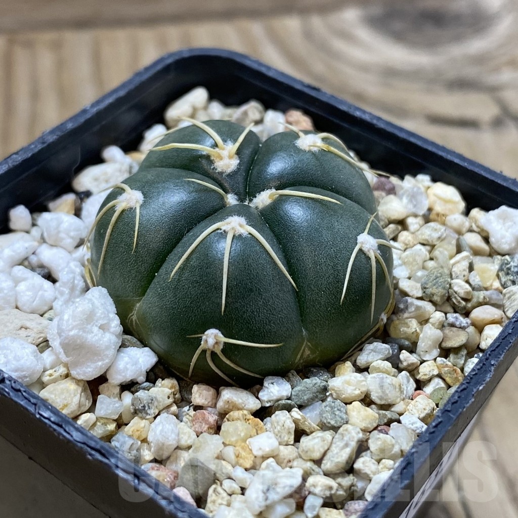 SH21633 Gymnocalycium denudatum GF 18 - Image 2