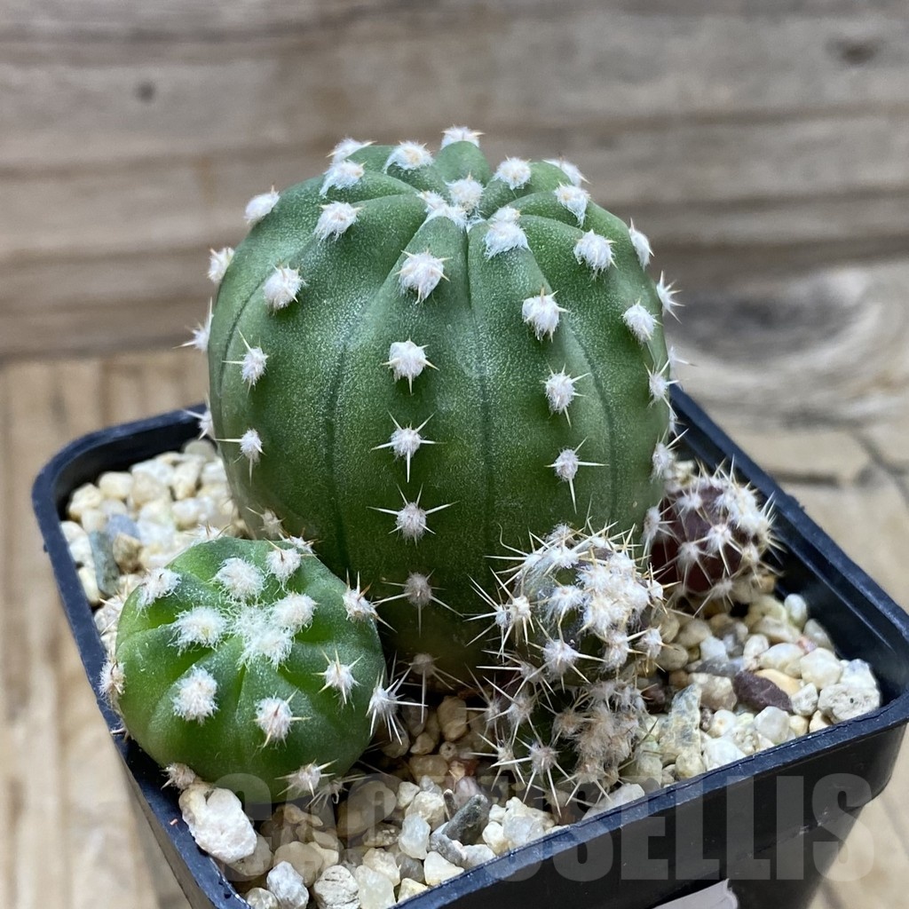 SH21610 Echinopsis subdenudata - Image 2