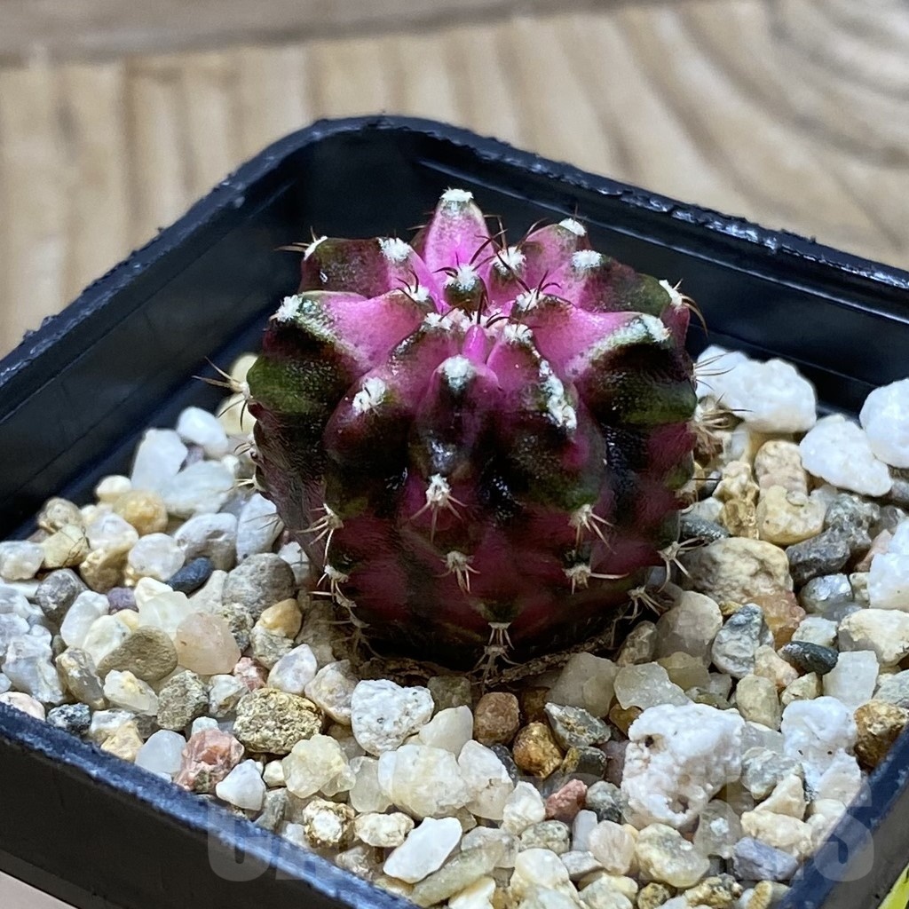 SH21721 Gymnocalycium mihanovichii ‘T-Lux' - Image 2