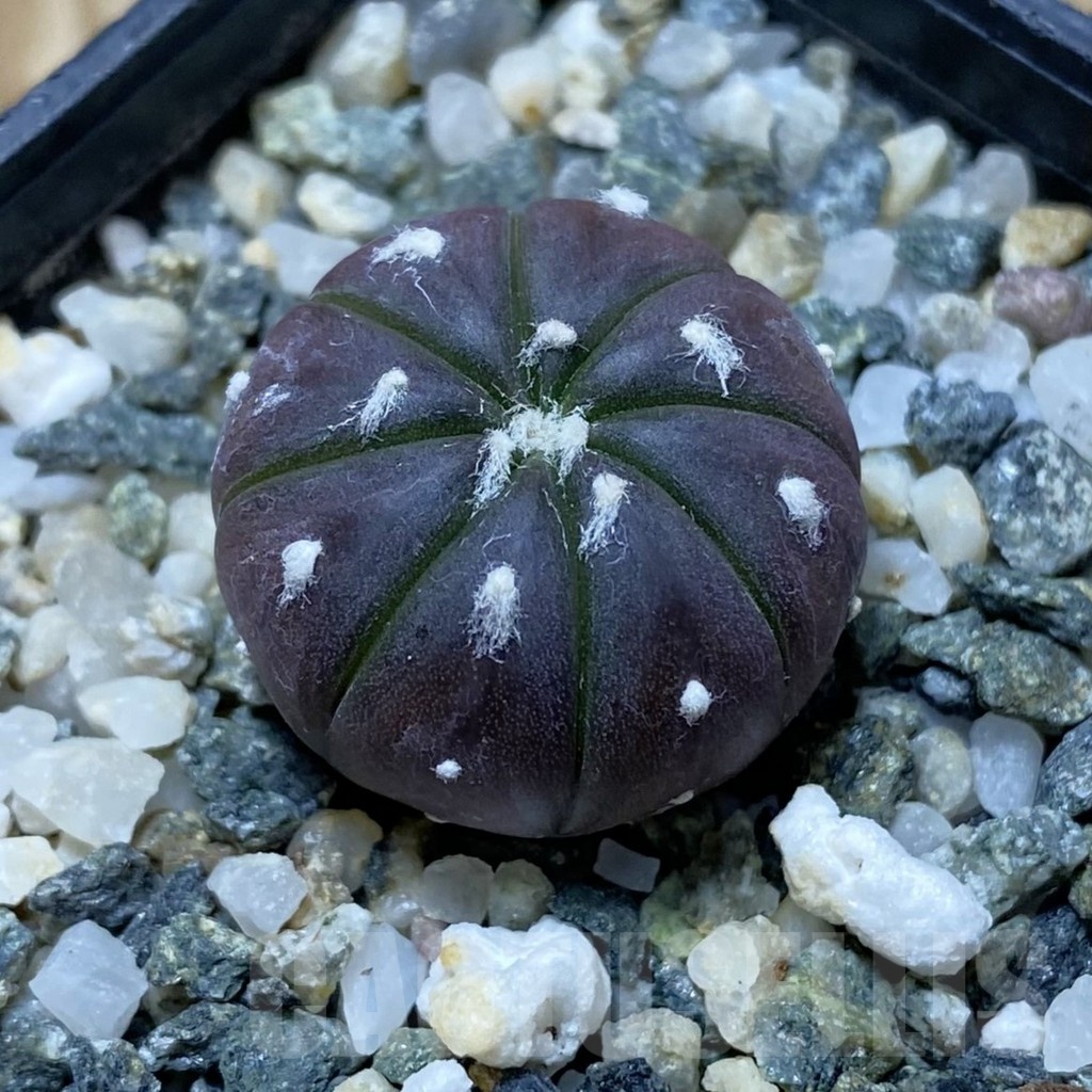 SH21725 Astrophytum asterias ‘Purple Skin’