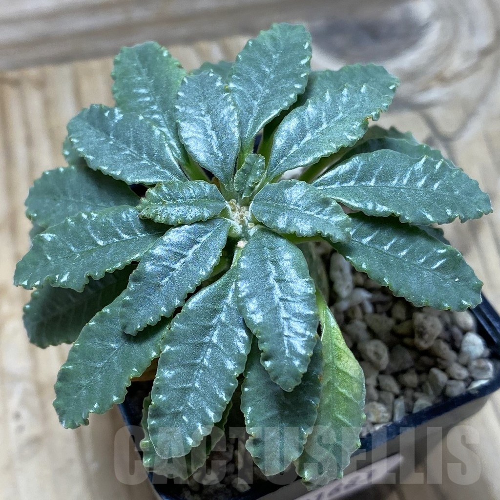 SH21683 Dorstenia lavrani