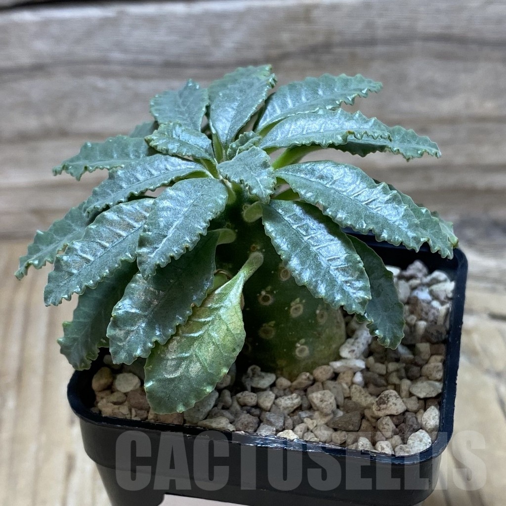 SH21683 Dorstenia lavrani - Image 2