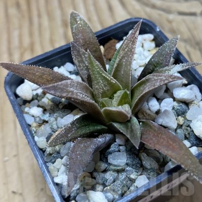 SH21735 Haworthia ‘Metarika’ x 'Anna Cocozza'