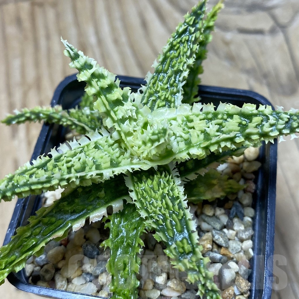 SH21736 Aloe TCT hybrid