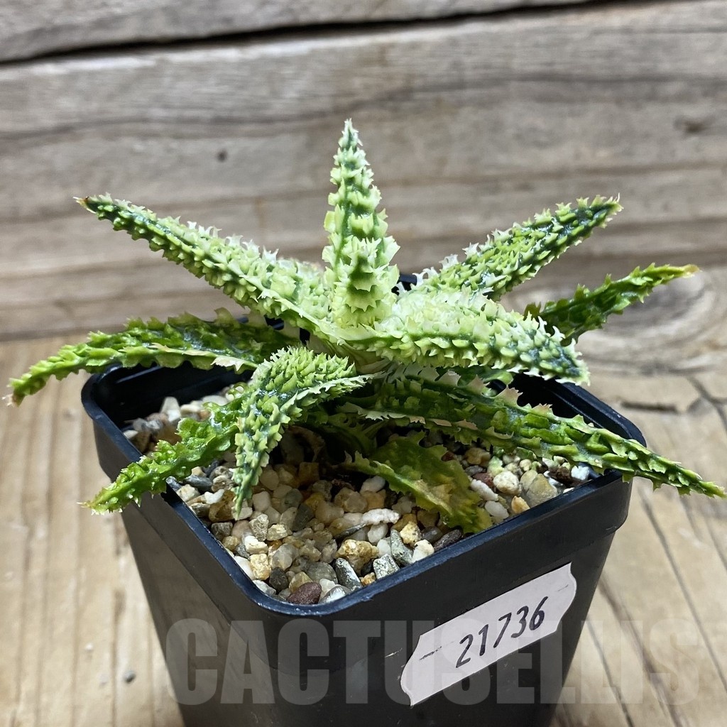 SH21736 Aloe TCT hybrid - Image 2