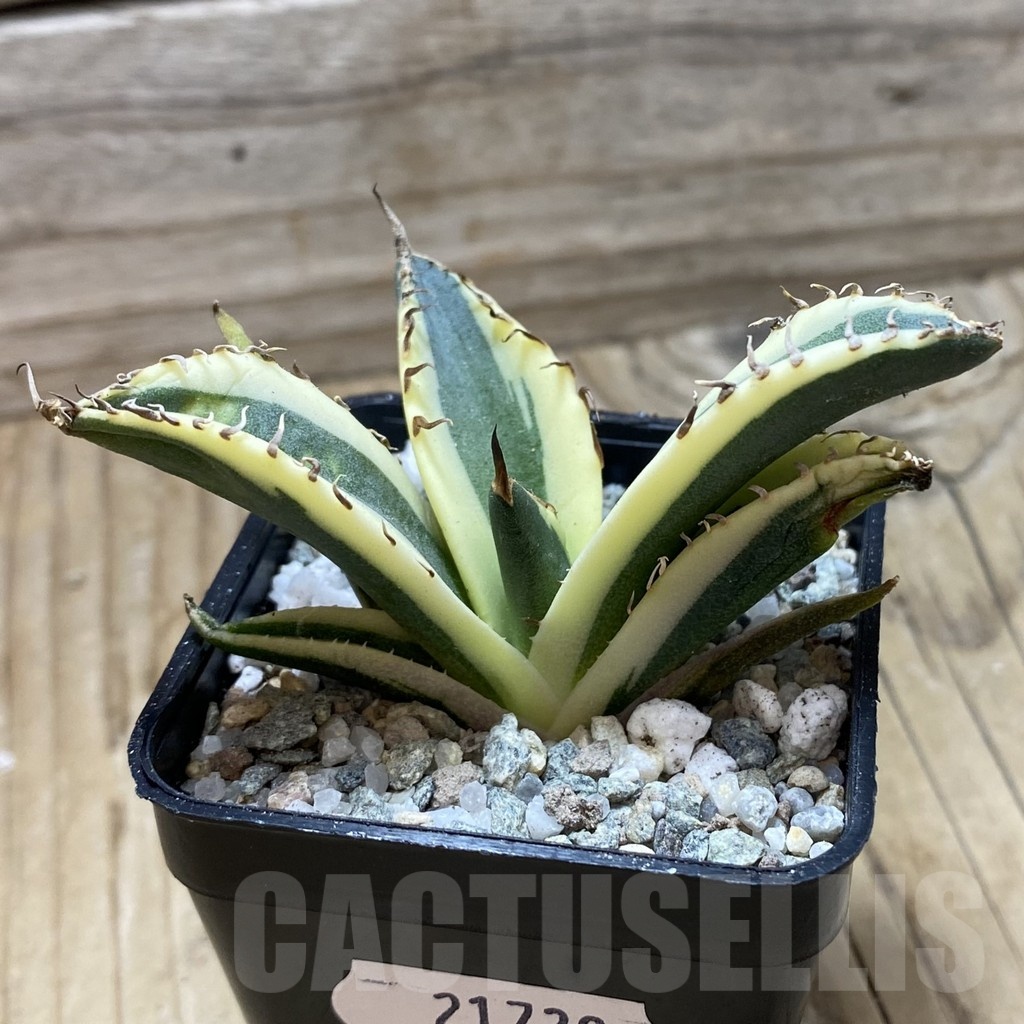 SH21739 Agave titanota ‘Snaggle Tooth’ f. variegata - Image 2
