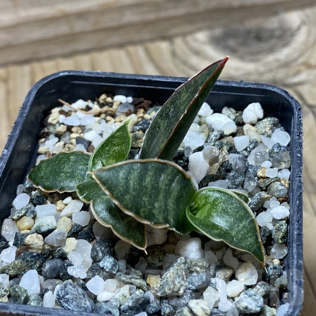 SH21740 Sansevieria ‘Black Diamond’ - Image 2