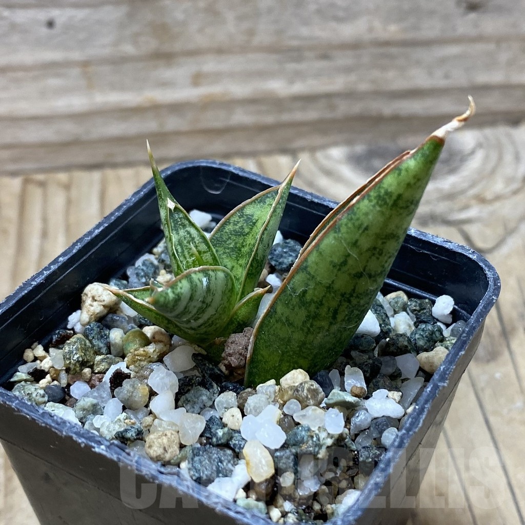 SH21742 Sansevieria ‘Rockman’ - Image 2