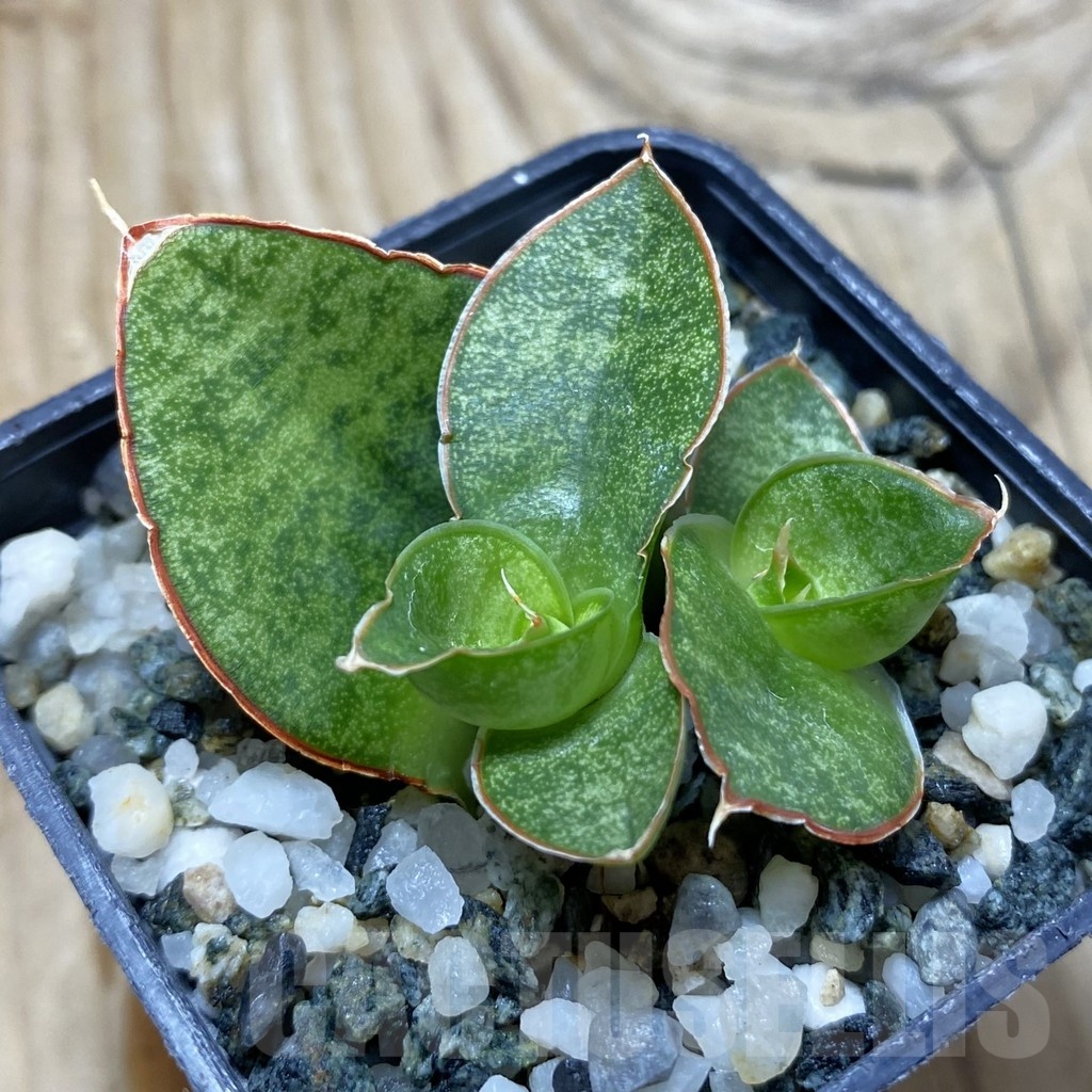 SH21745 Sansevieria ‘Apollo’