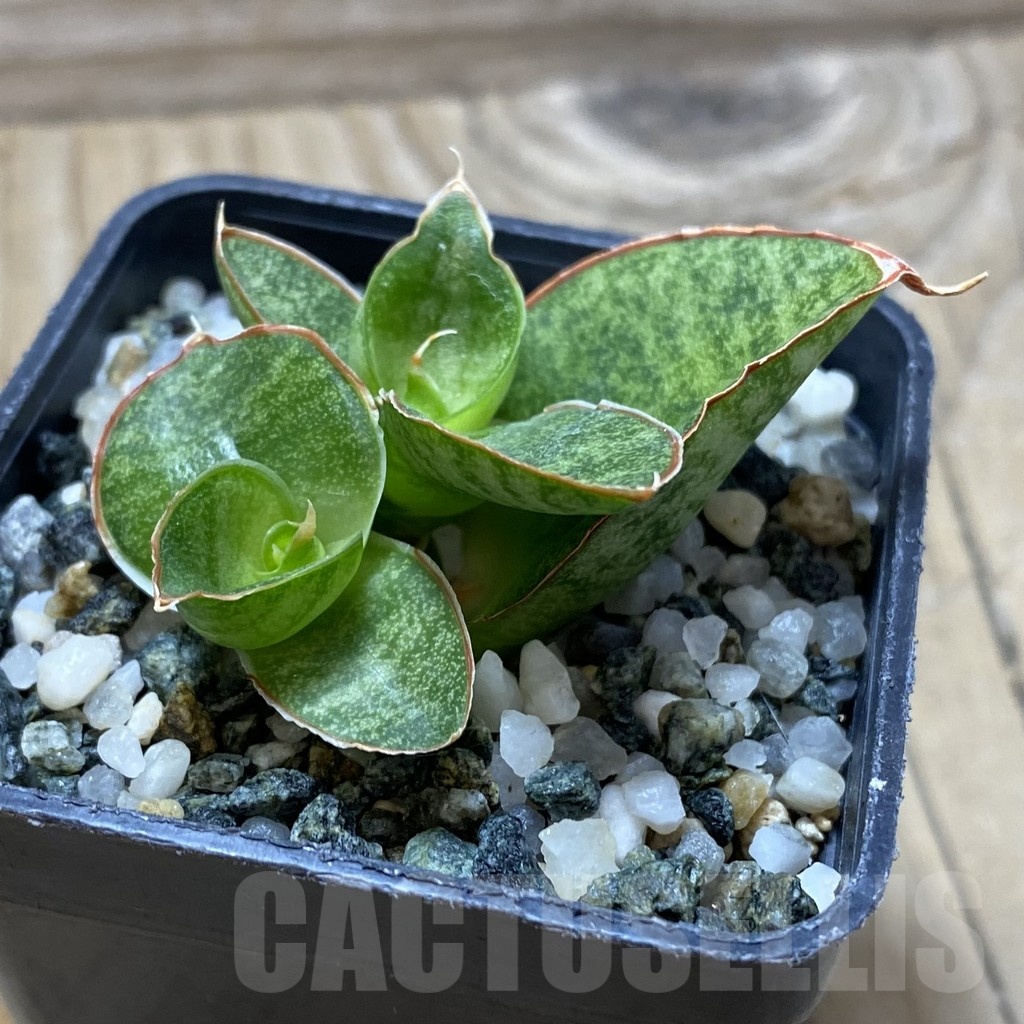 SH21745 Sansevieria ‘Apollo’ - Image 2