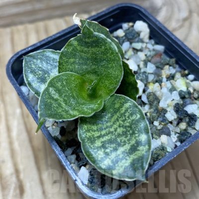 SH21746 Sansevieria ‘Mahanakorn’