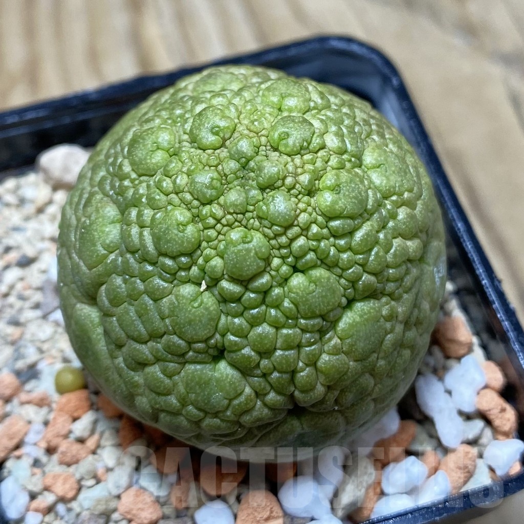 SH21686 Pseudolithos migiurtinus