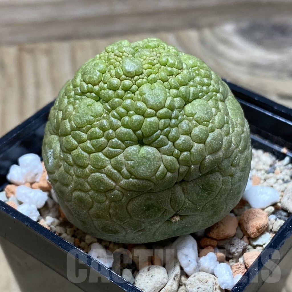 SH21686 Pseudolithos migiurtinus - Image 2