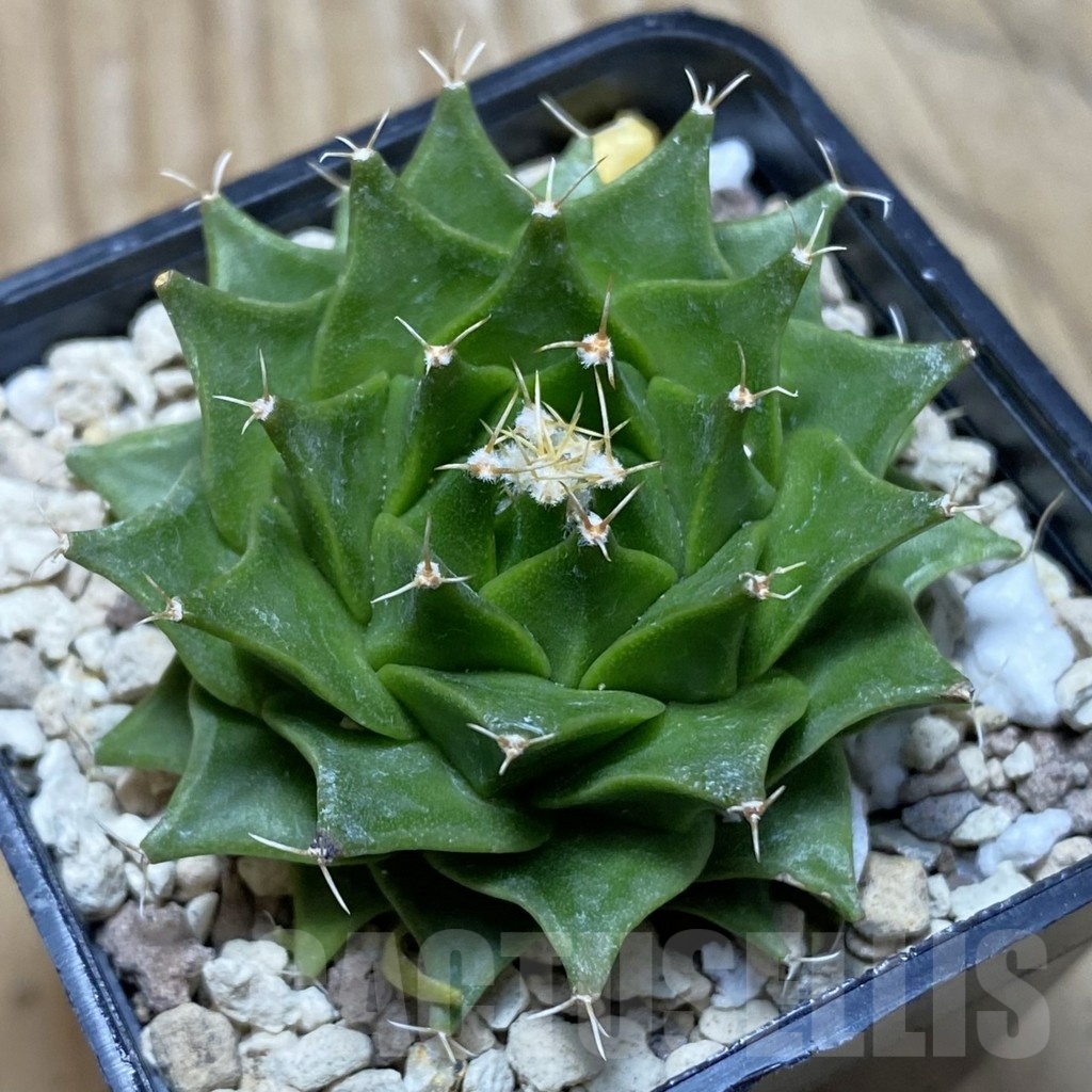 SH21692 Obregonia denegrii