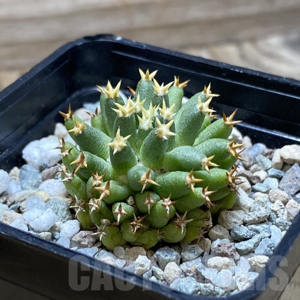 SH21693 Mammillaria camptotricha ‘Bru’ - Image 2