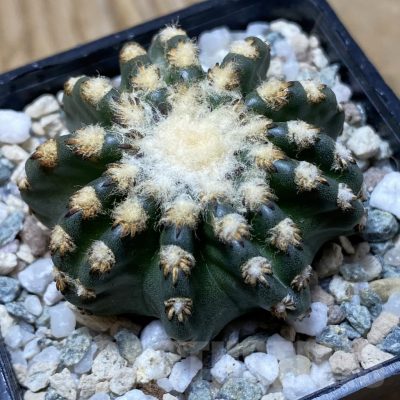 SH21702 Discocactus horstii