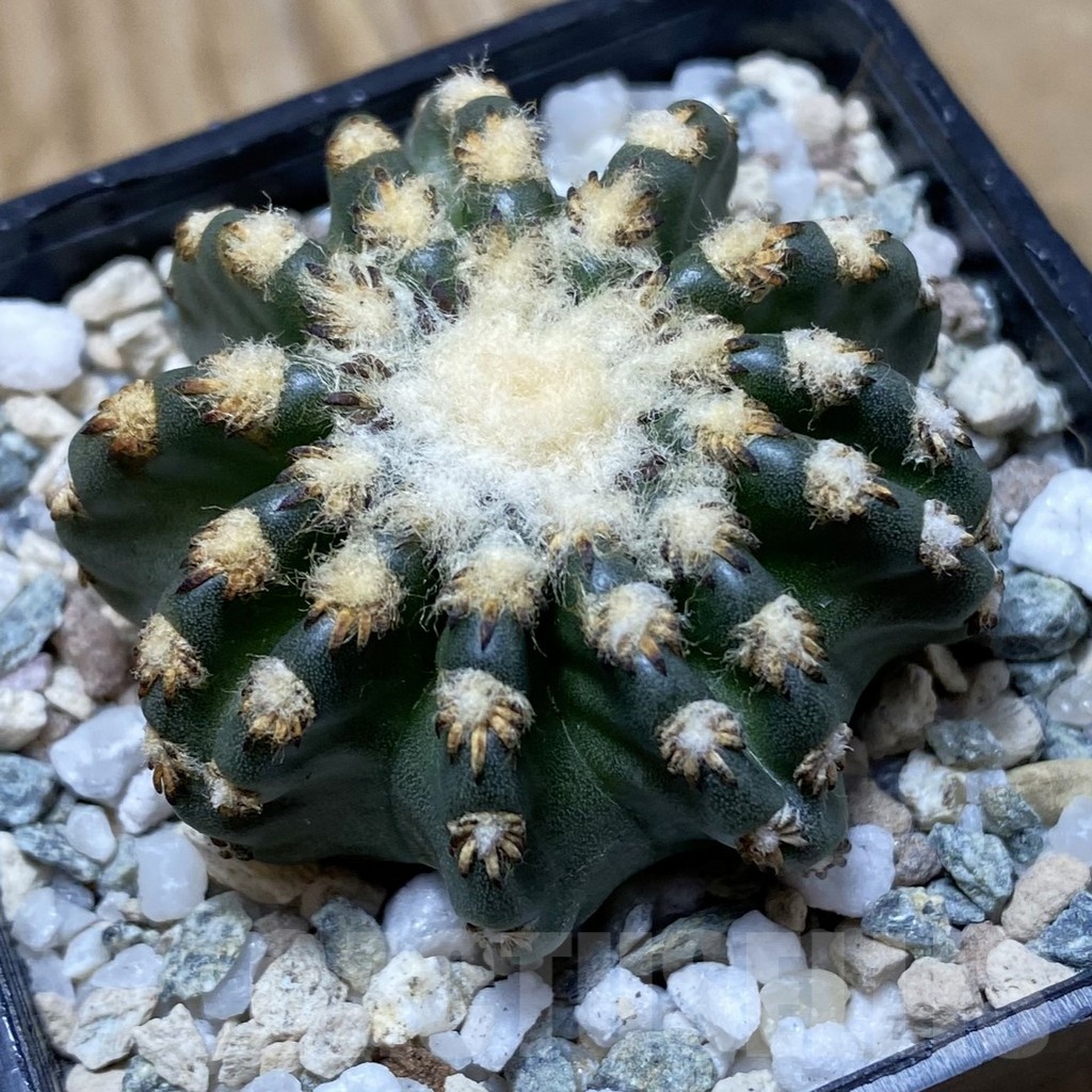 SH21702 Discocactus horstii