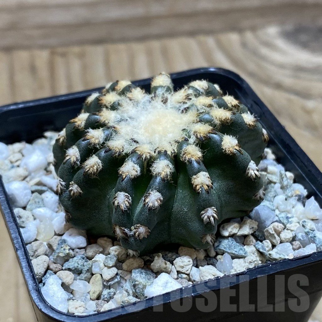 SH21702 Discocactus horstii - Image 2