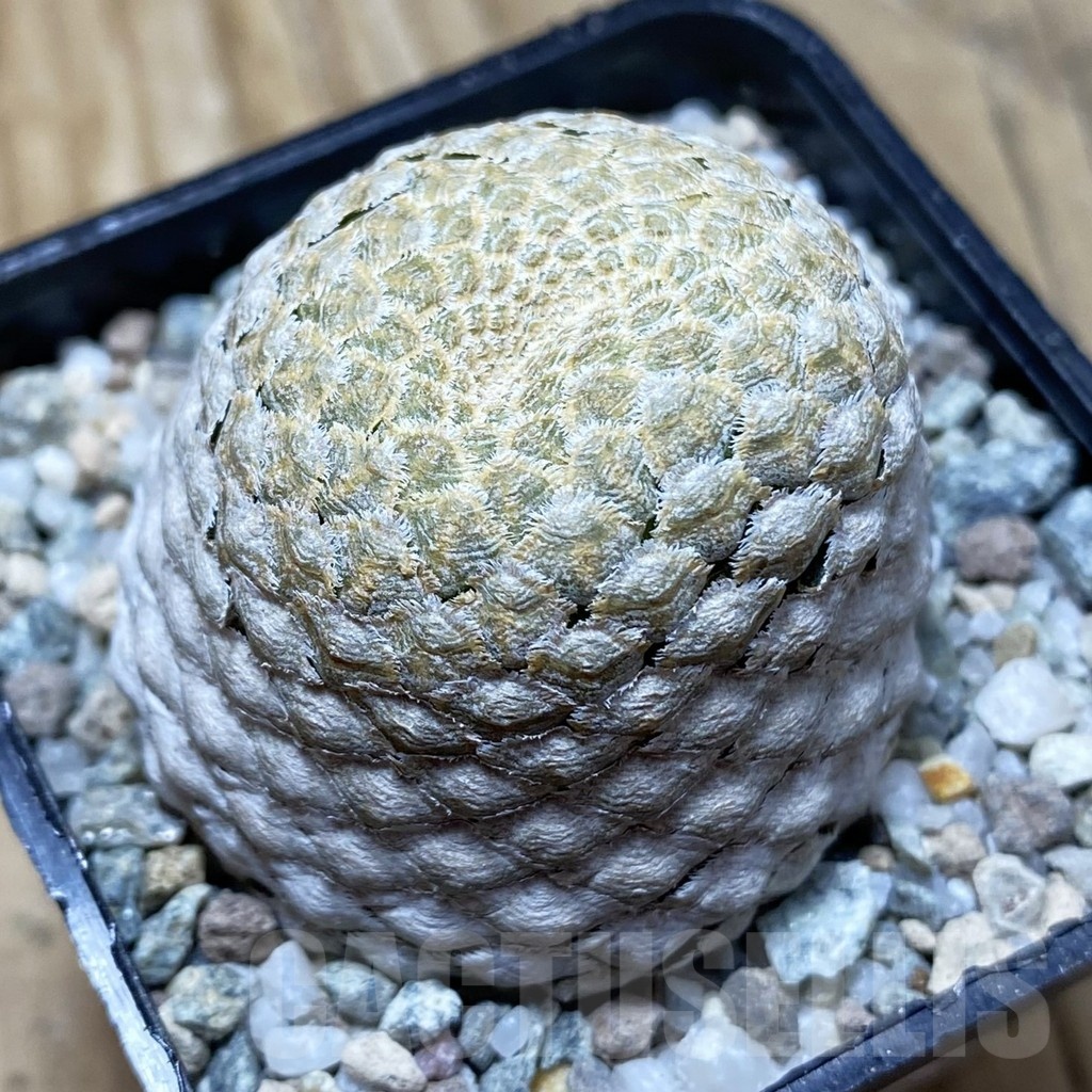 SH21705 Euphorbia piscidermis