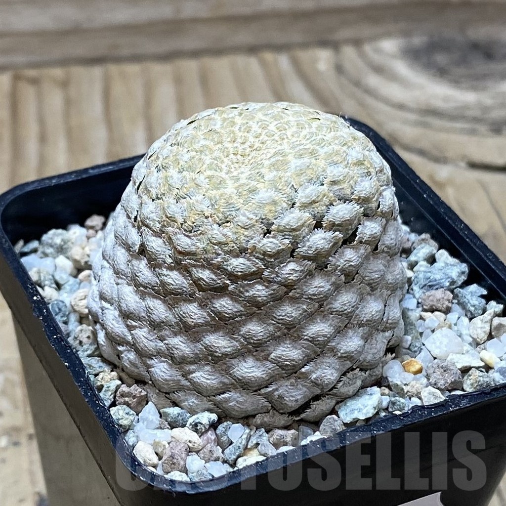 SH21705 Euphorbia piscidermis - Image 2