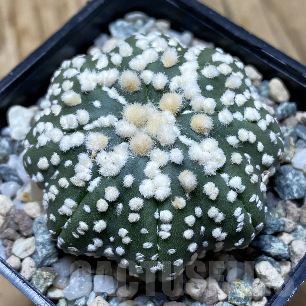 SH21709 Astrophytum asterias ‘Hanazono’