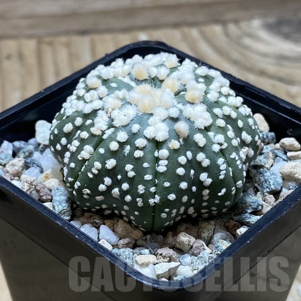 SH21709 Astrophytum asterias ‘Hanazono’ - Image 2
