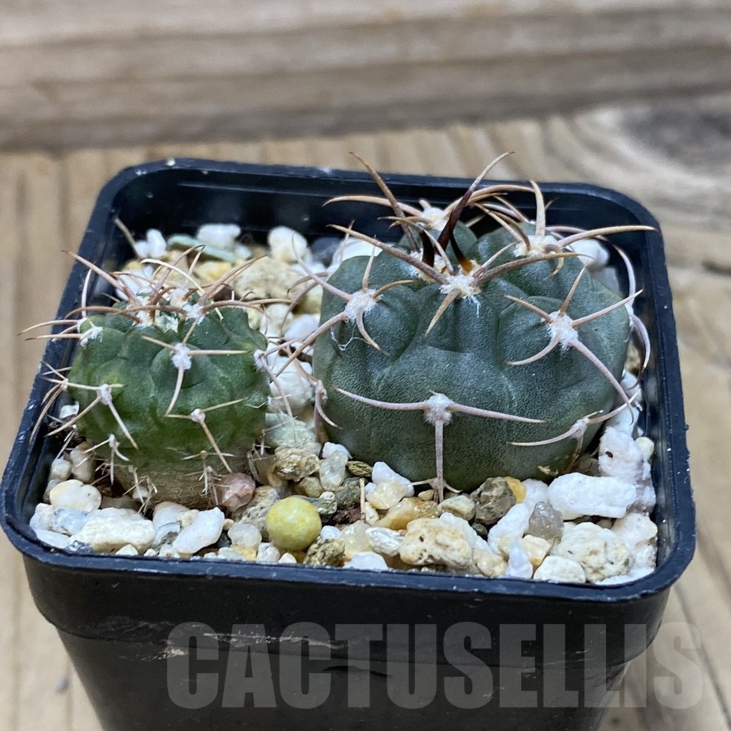 SH21926 Gymnocalycium tillianum VG 643, 2 plants - Image 2