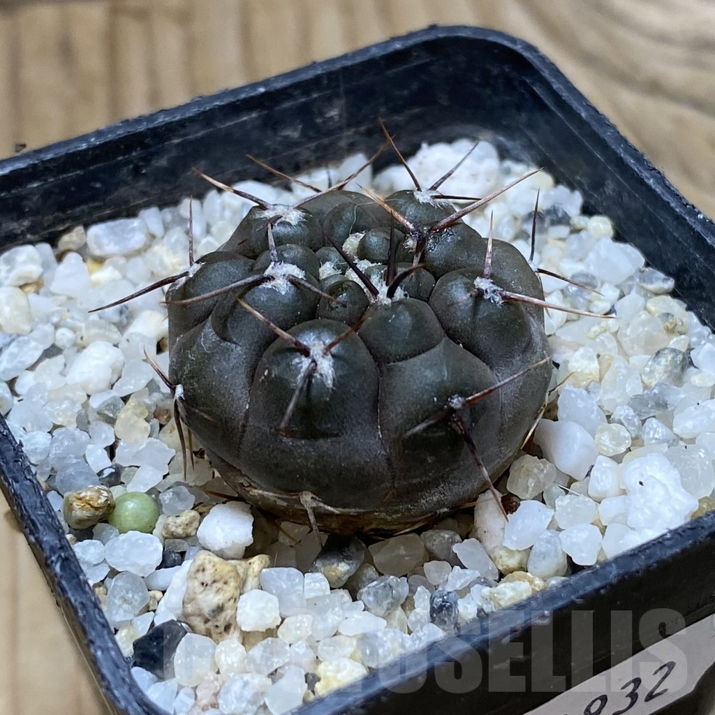 SH21932 Gymnocalycium nogolense VG 412 - Image 2
