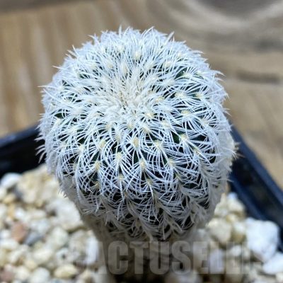 SH21936 Frailea densispina