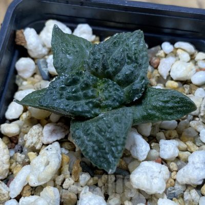 SH21939 Ariocarpus fissuratus ‘Godzilla’ hybrid, seedling