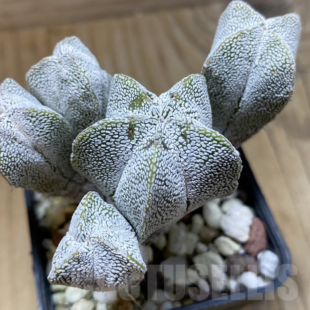 SH21898 Astrophytum myriostigma ‘Onzuka’ f. monstrosa