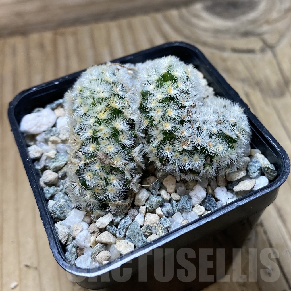 SH21942 Mammillaria carmenae f. cristata - Image 2