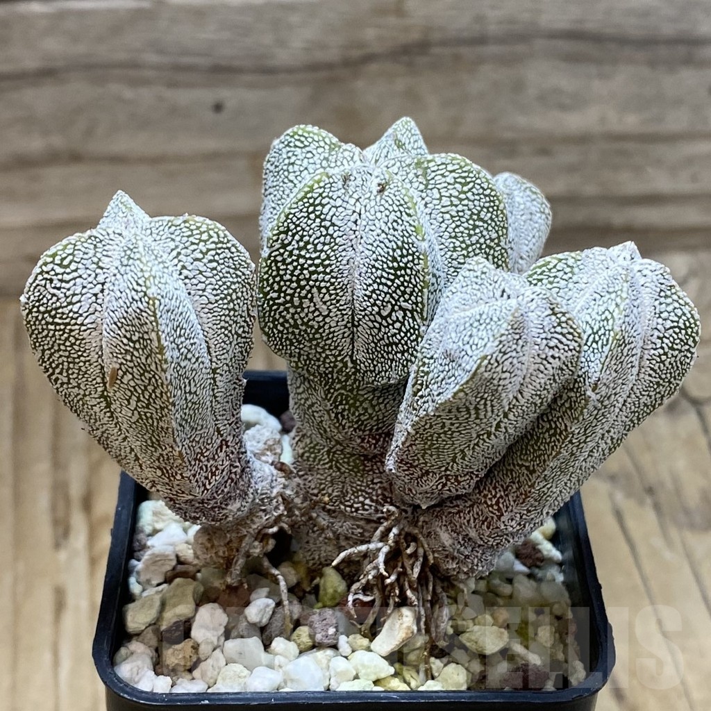 SH21898 Astrophytum myriostigma ‘Onzuka’ f. monstrosa - Image 2