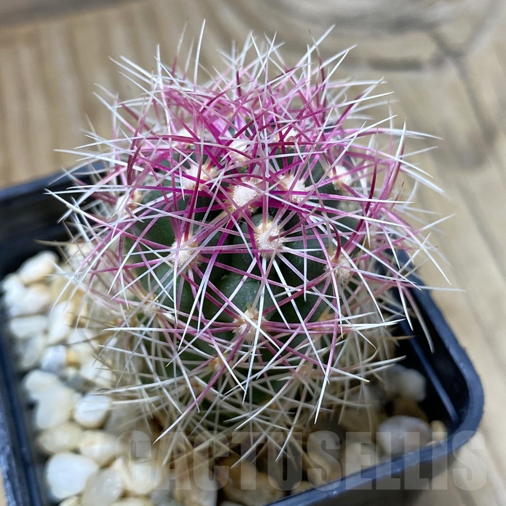 SH21943 Thelocactus bicolor