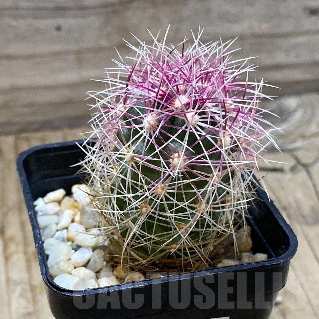 SH21943 Thelocactus bicolor - Image 2