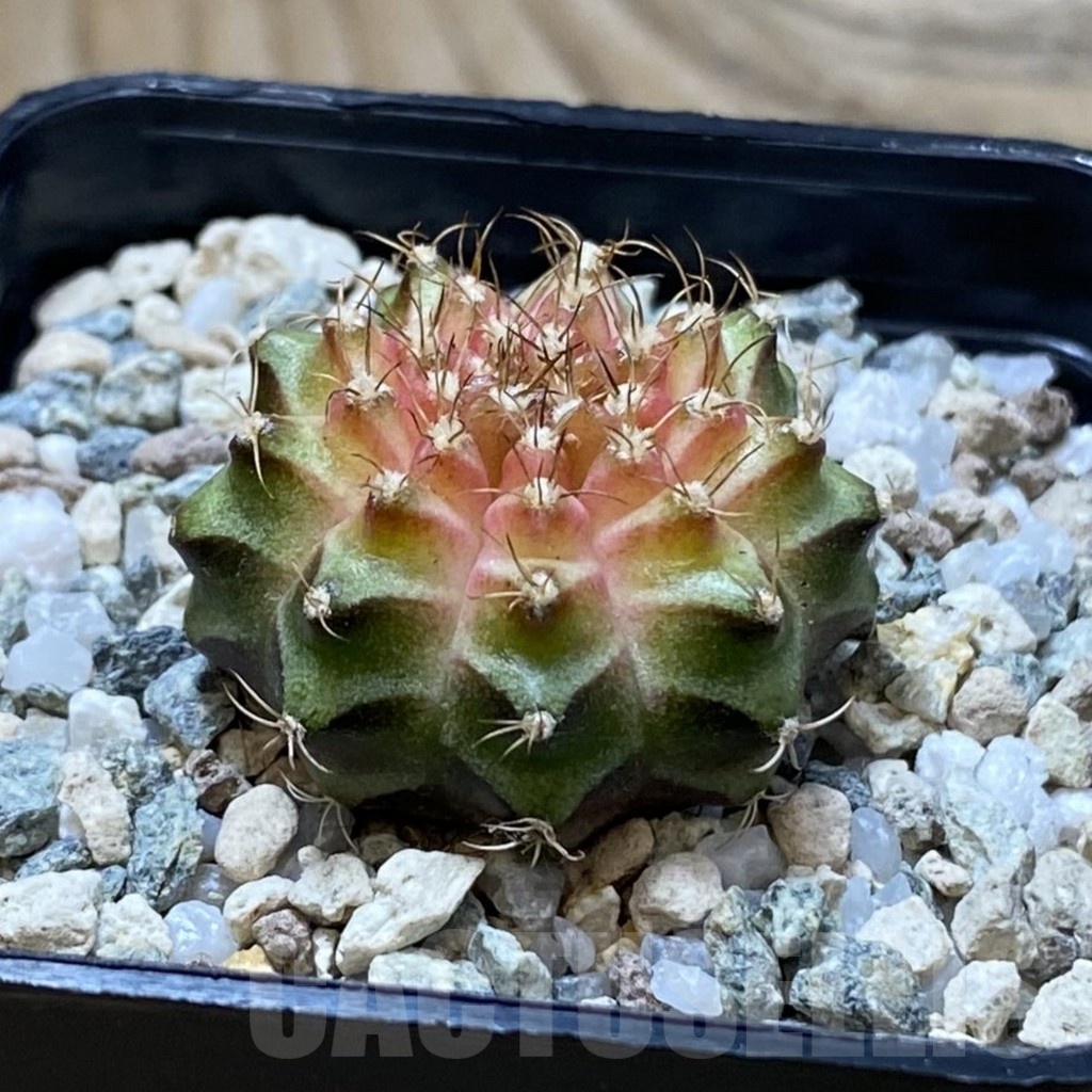 SH21952 Gymnocalycium mihanovichii ‘Neon’ hybrid - Image 2