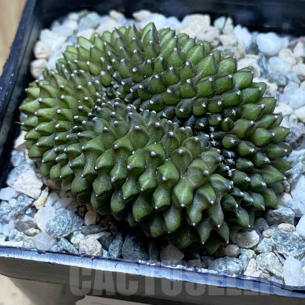 SH21957 Gymnocalycium mihanovichii ‘inermis’ f. cristata