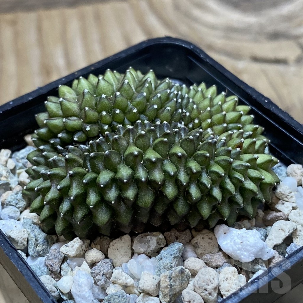 SH21957 Gymnocalycium mihanovichii ‘inermis’ f. cristata - Image 2