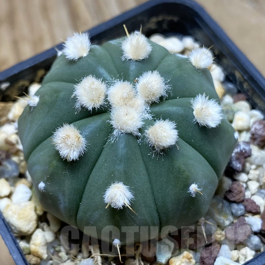SH21901 Astrophytum asterias ‘Ooibo’ hybrid