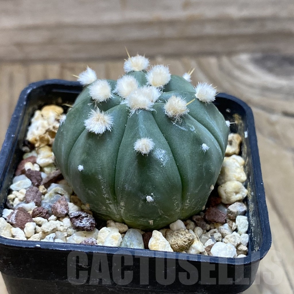 SH21901 Astrophytum asterias ‘Ooibo’ hybrid - Image 2